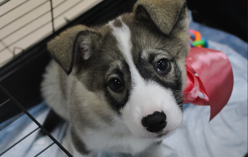 В Смоленске состоится выставка-раздача бездомных животных