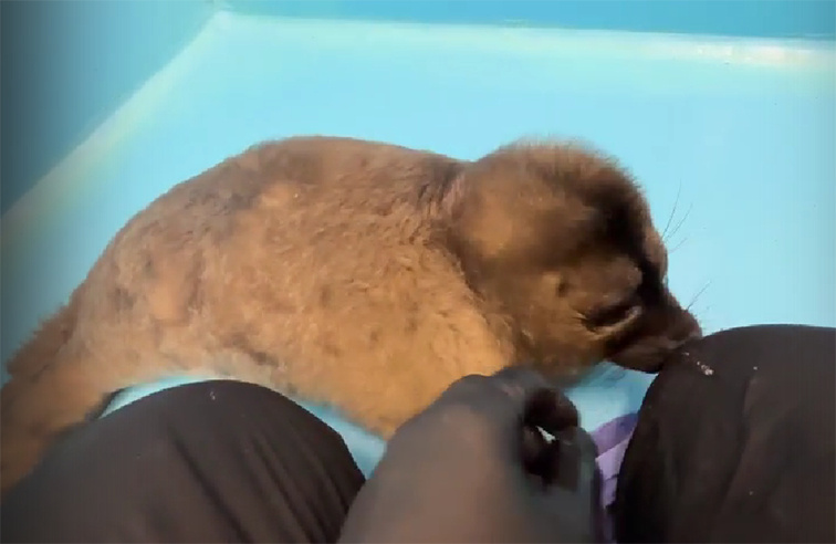 Спасенная петербургским Фондом балтийской нерпы самочка требует внимания