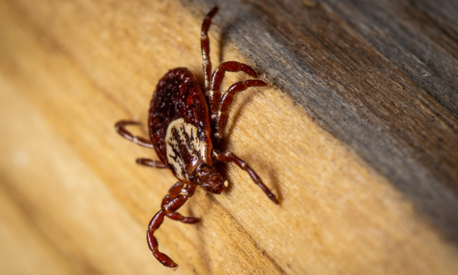    фото: Людмила Корвякова, "Столица на Онего"