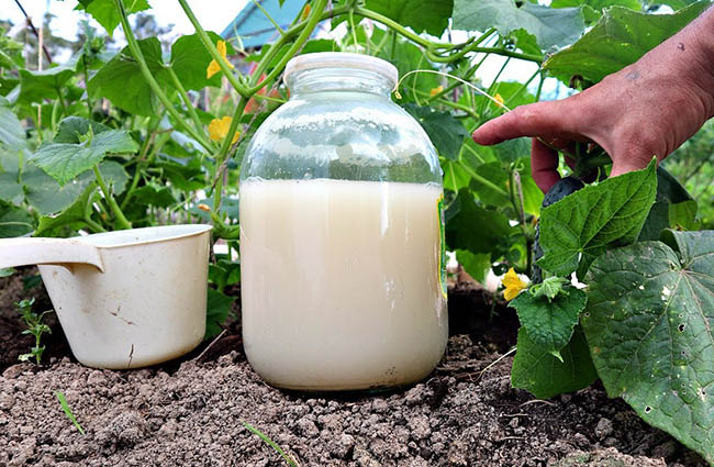 1 стакан в ведро — и огурцы заваливают урожаем: проверенный способ без химии