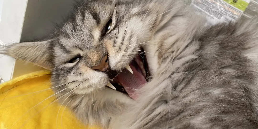 Мутация MDR1 (ABCB1) и кошки.