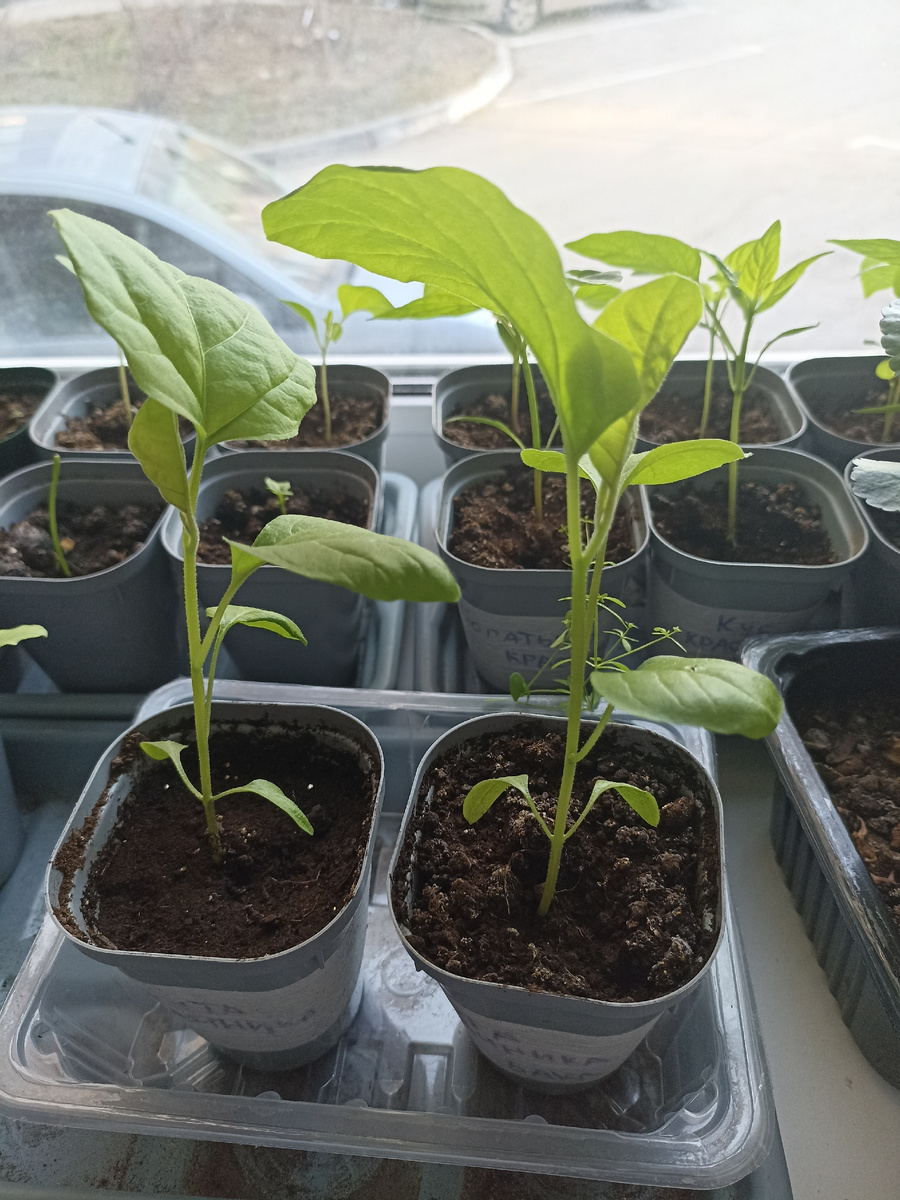 Баклажаны ввымахали за неделю 🙂