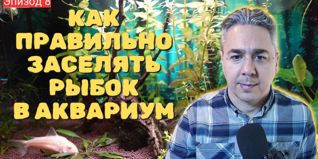 Как правильно заселять новых рыбок в аквариум. Эпизод #8