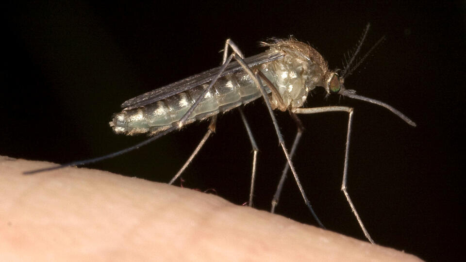 Фото: © www.globallookpress.com/A. Hartl/blickwinke