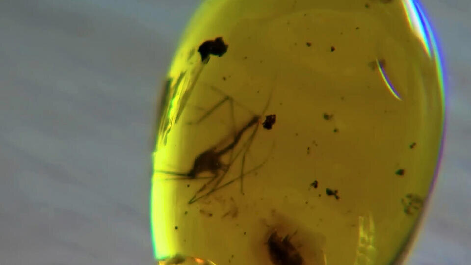 ФОТО: Кадр программы "Невероятно интересные истории", РЕН ТВ