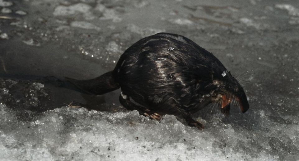    ТАСС/Юрий Дьяконов