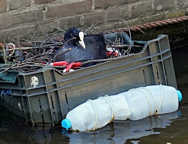 Пластиковый мусор помог узнать возраст гнезд лысух в Нидерландах