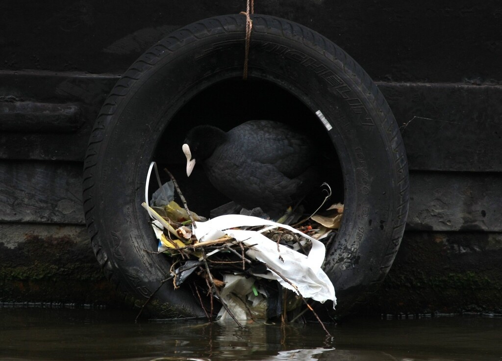 Лысуха, Амстердам, фото Silviu Petrovan