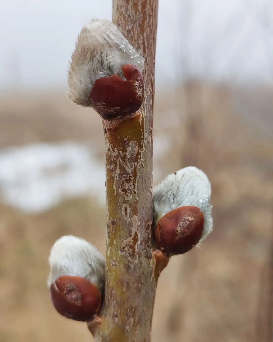 Ива козья, ее у нас называют вербой