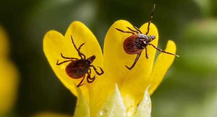 Какие растения на участке привлекают клещей, а какие отпугивают: советы эксперта