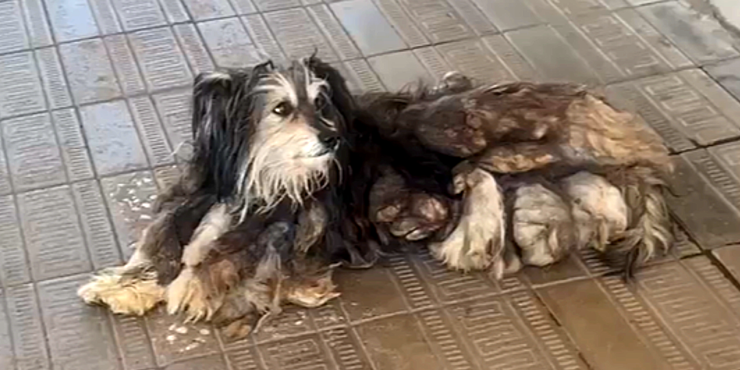 Мы долго не могли её найти: бродячая собака, измученная колтунами, бегала по обочине