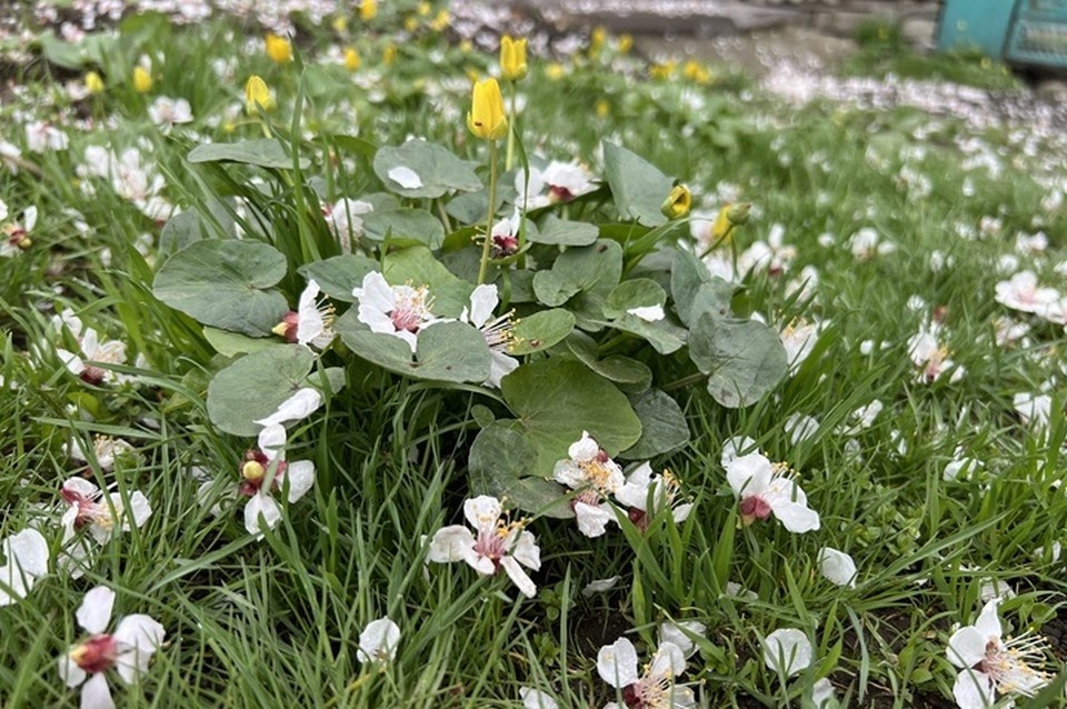    Погода в ЛНР в апреле 2026 года будет переменчивой, но в целом теплой и типично весенней Валерия РАЗИНА