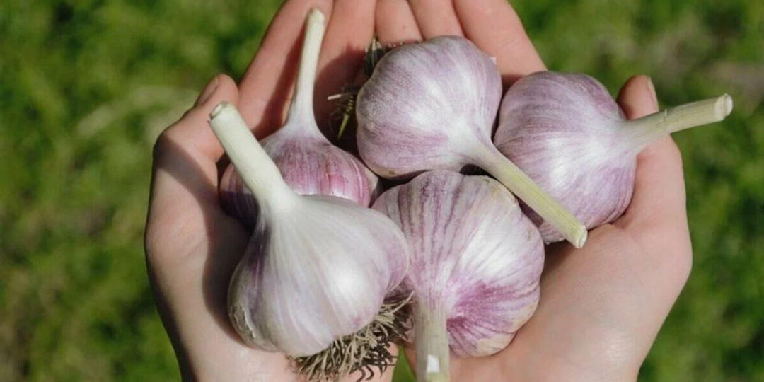 Как довести озимый чеснок до ума после зимовки