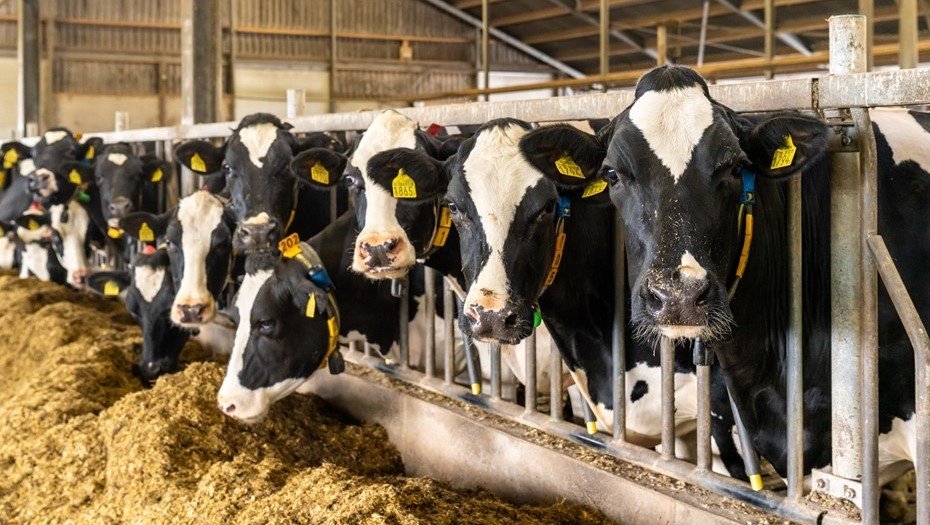    Автор фото: Fred Schuch/Shutterstock/FOTODOM