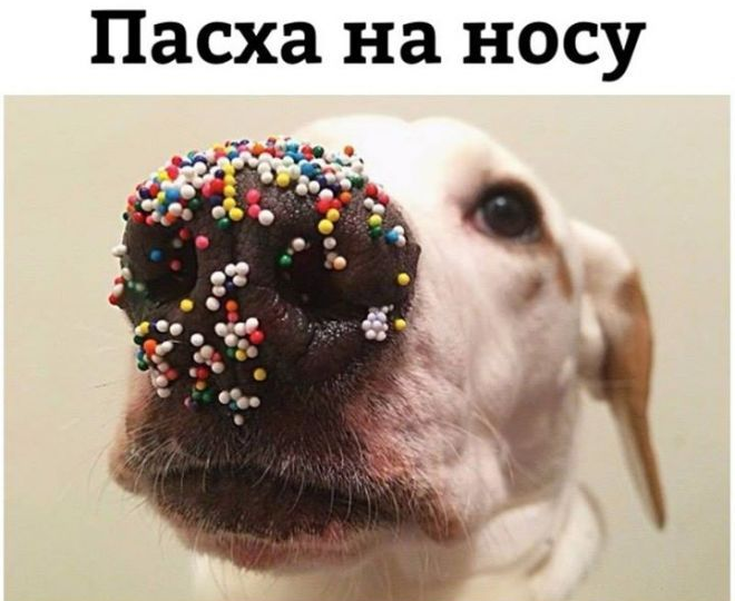 Украшаем стол к Пасхе: подборка праздничного декора с Ozon, Wildberries и Яндекс Маркет