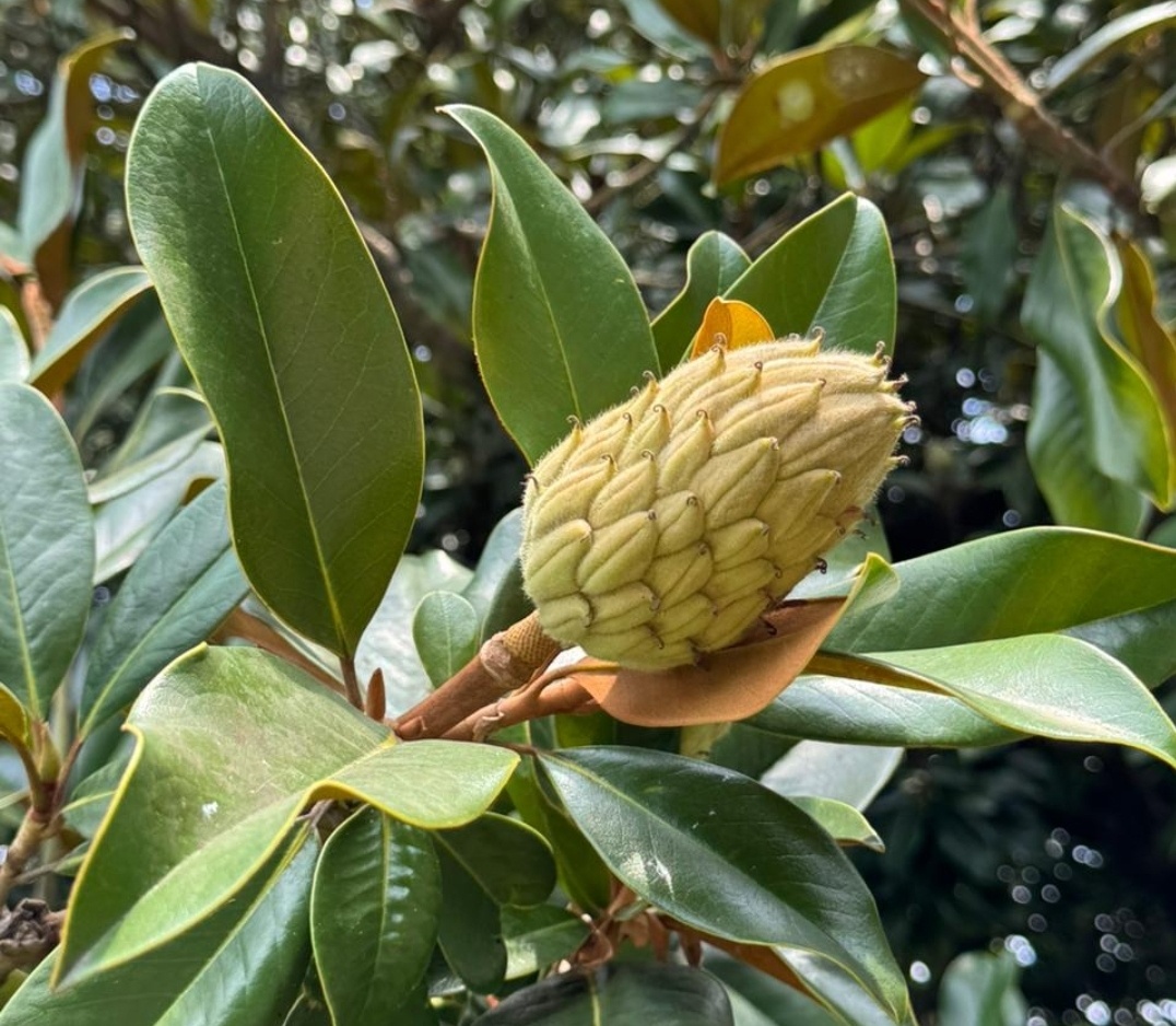 Шишка магнолии