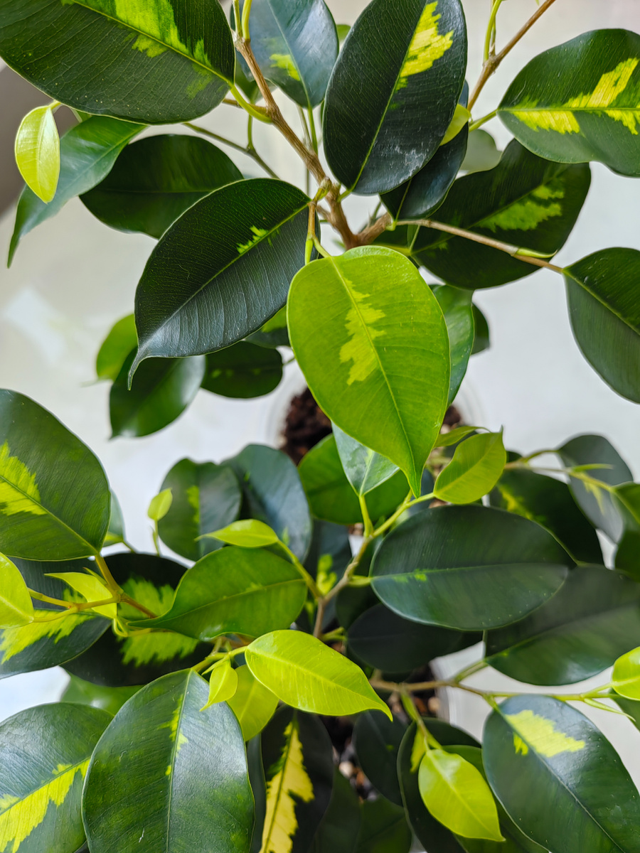 Фикус " Блэк даймонд". Мое растение. Фото автора.