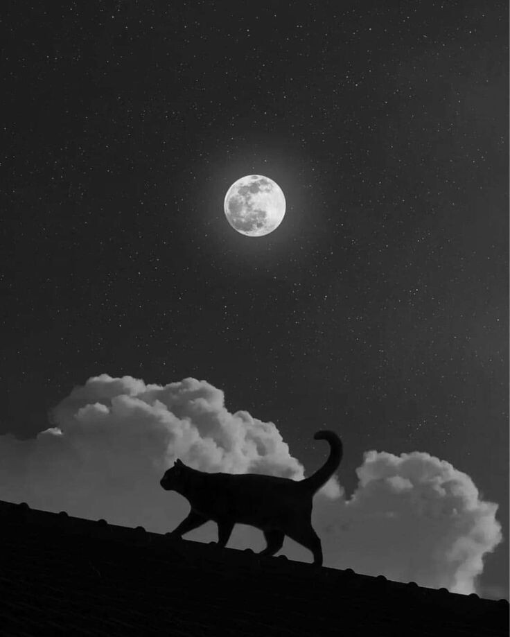 Картинка из свободного доступа 