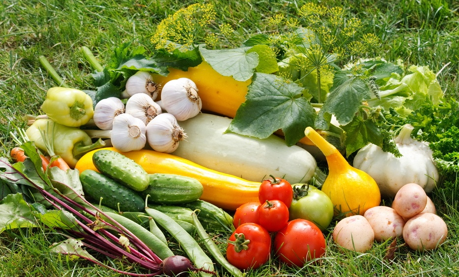 Правильная подкормка овощных культур: ошибки и на что обратить внимание 