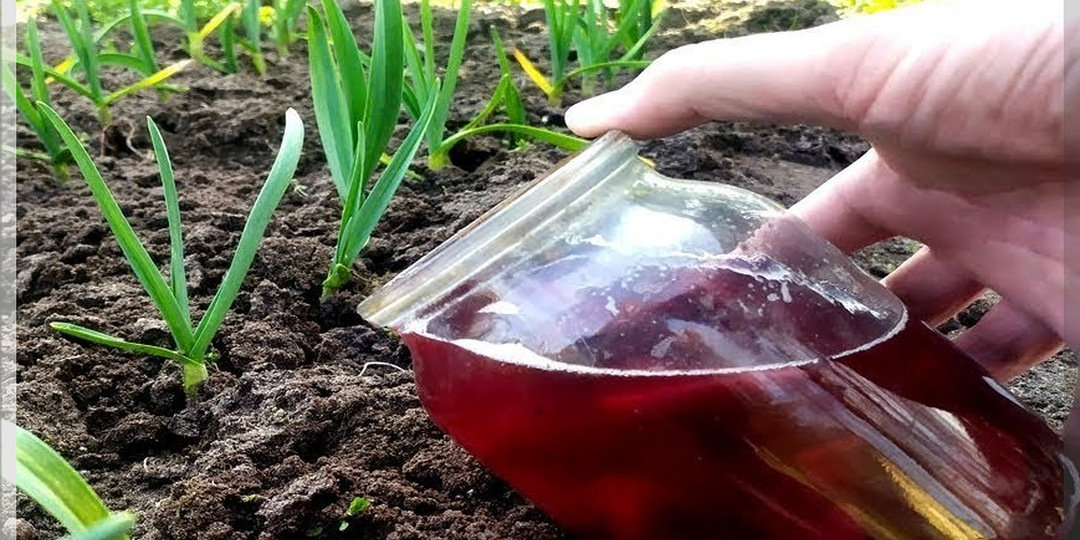 Как дать озимому луку и чесноку мощный старт и надёжную защиту: комплексная система ухода за озимым чесноком и луком после зимовки