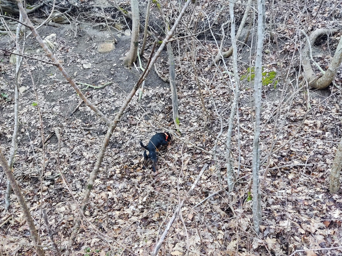 Первый выход в лес (на охоту): как не потерять собаку в азарте погони