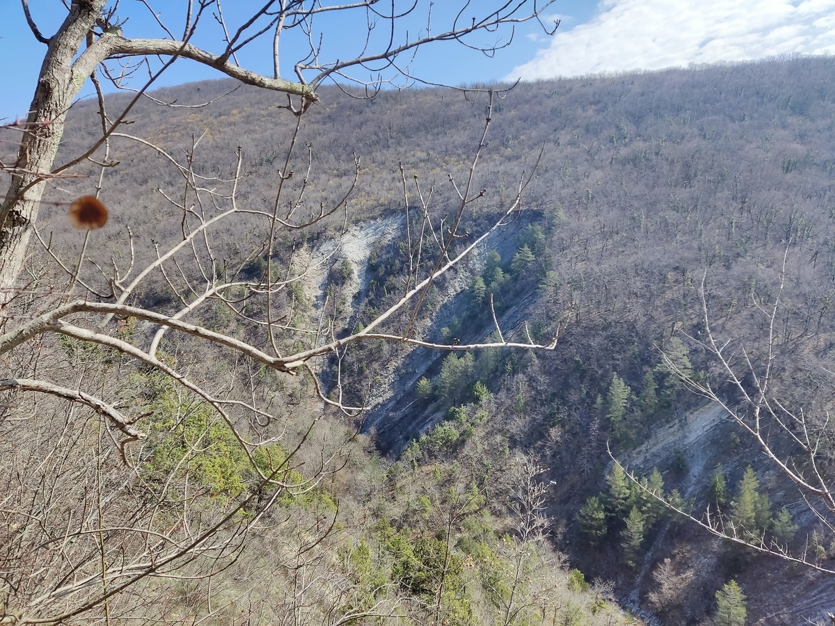 Первый выход в лес (на охоту): как не потерять собаку в азарте погони