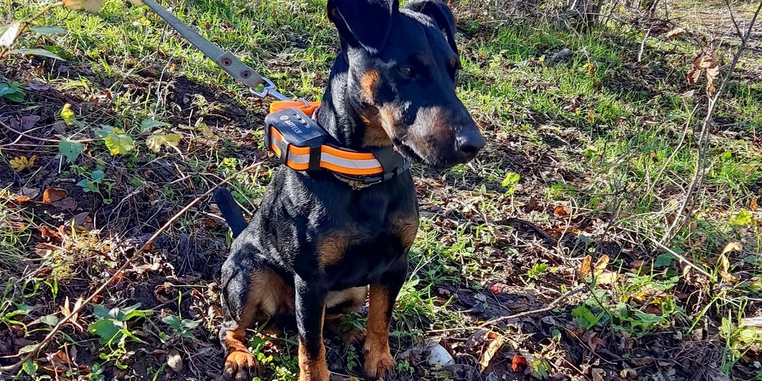 Первый выход в лес (на охоту): как не потерять собаку в азарте погони