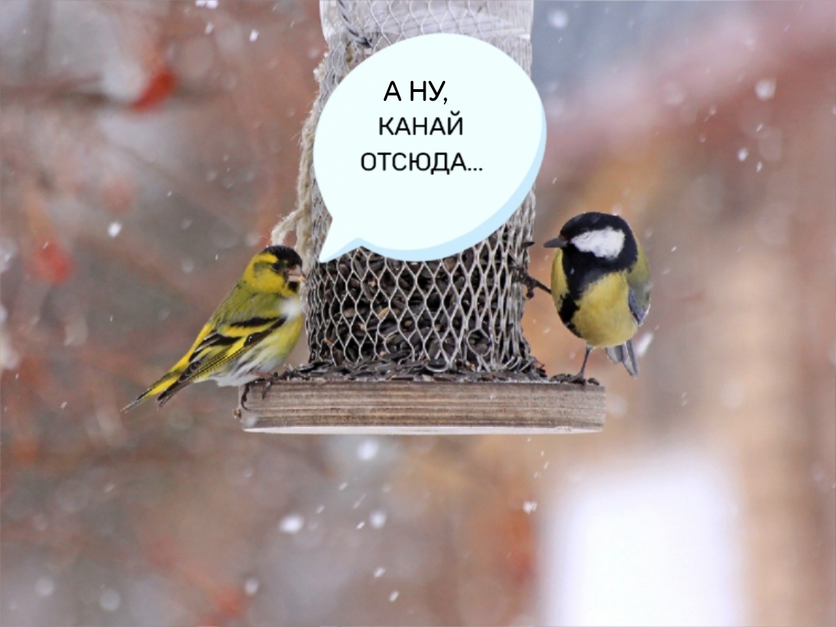 Сейчас синичке придётся удирать!
