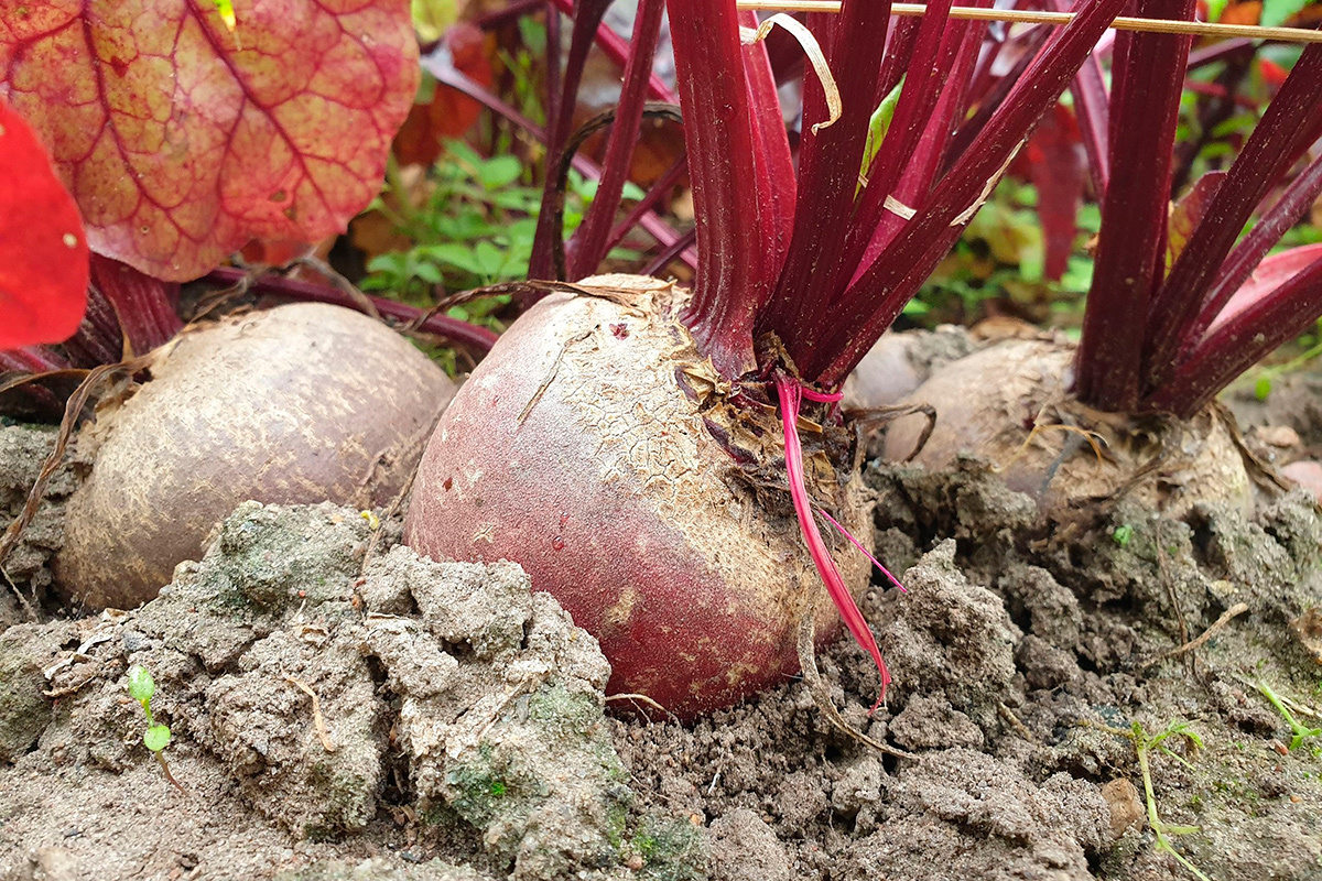 Чтобы свекла выросла сладкой, ее нужно ПОСОЛИТЬ! 