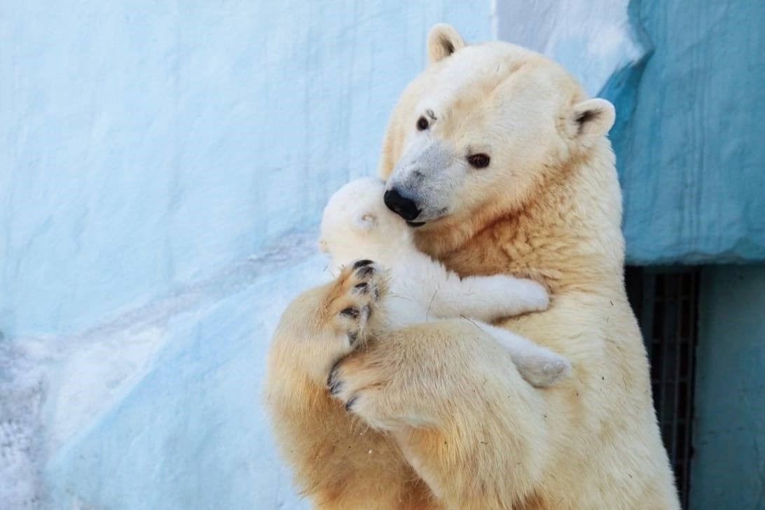    Фото: Новосибирский зоопарк