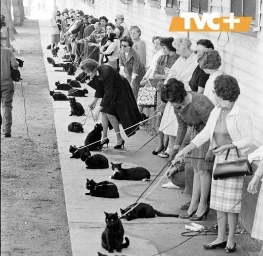 Кастинг чёрных котиков в фильм ужасов, 1961 год