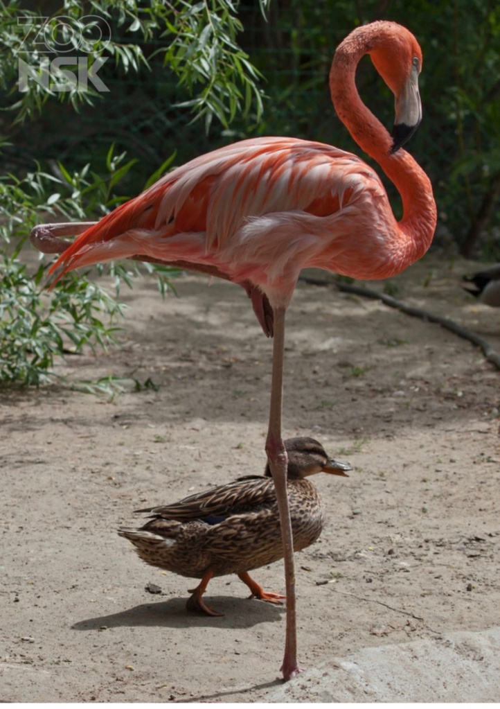 Фото  из интернета 