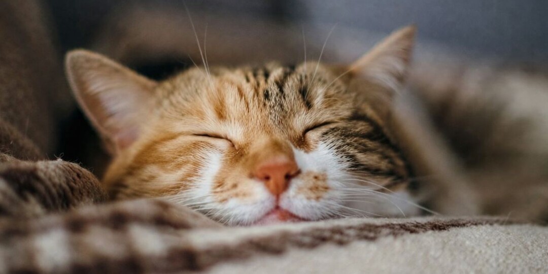 Кошка дёргает ушами во сне: многие замечают это, но не понимают почему