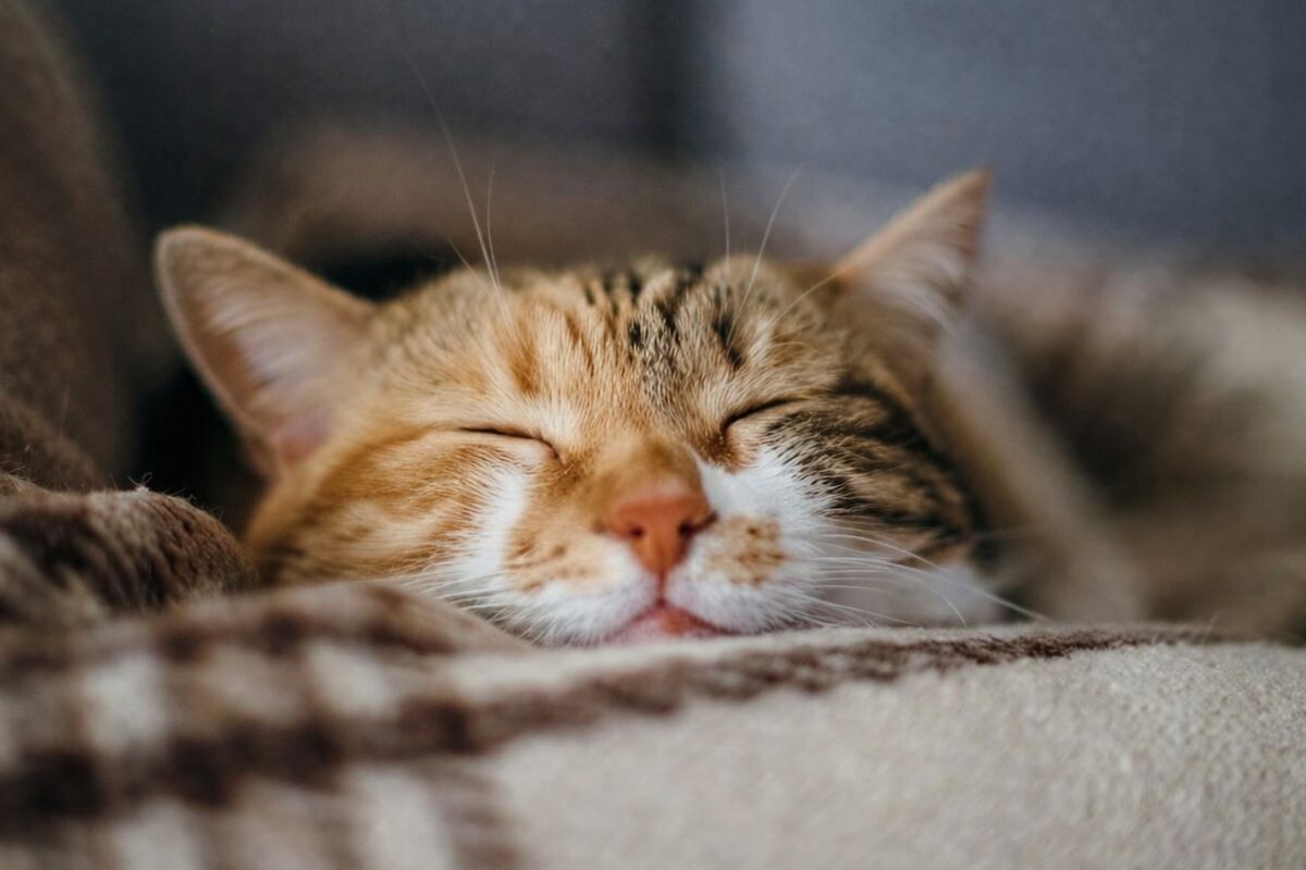 Почему кошка дёргает ушам когда спит 