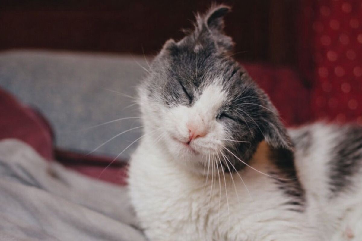 Кошка с закрытыми глазами 