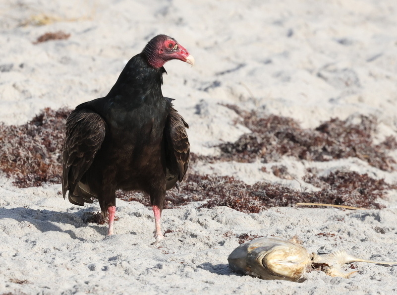 Гриф-индейка, фото coreytcallaghan