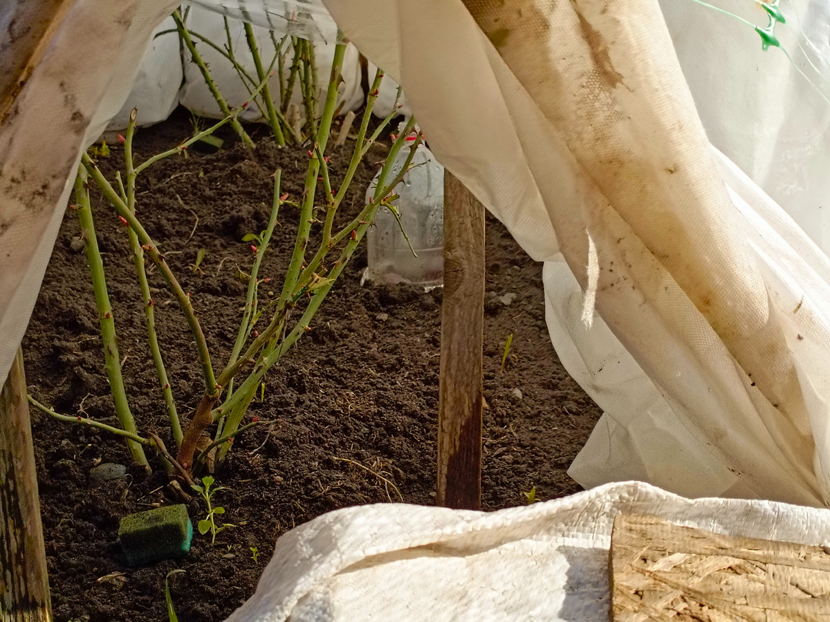 На переднем плане губка, пропитанная дегтем от мышей