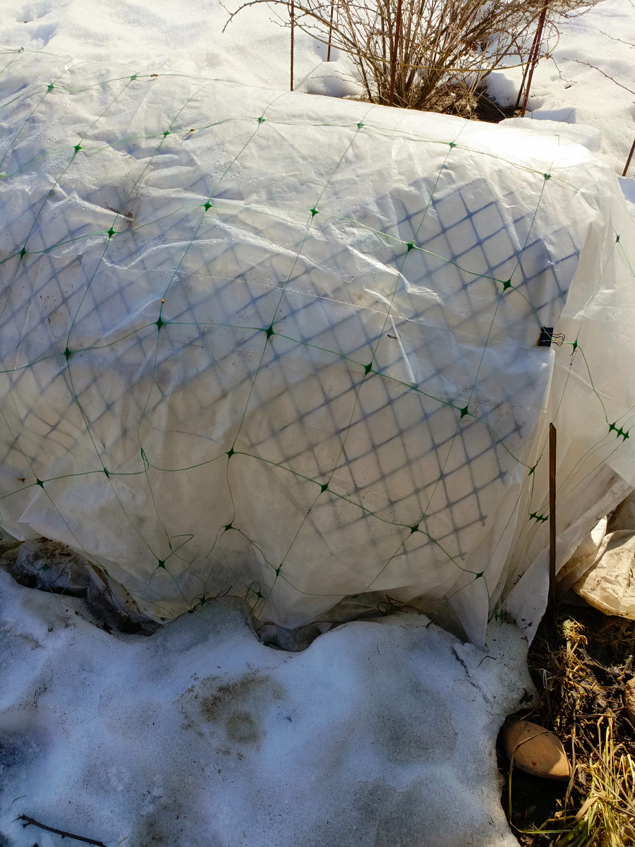 Такой вот пирог