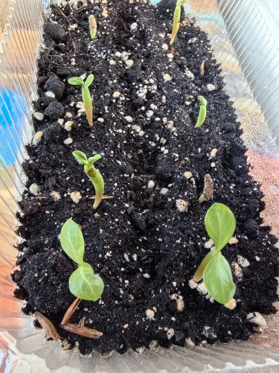 Проросли семена адениумов. Фото автора