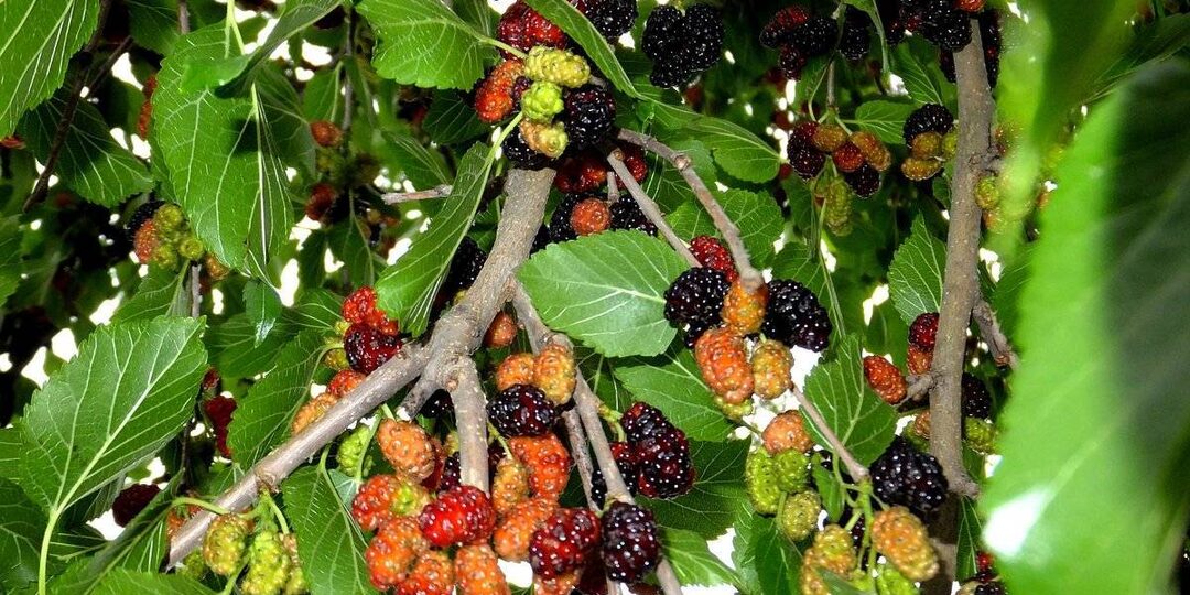 Синенький -это не цвет:разгадываем загадки станичной лексики.