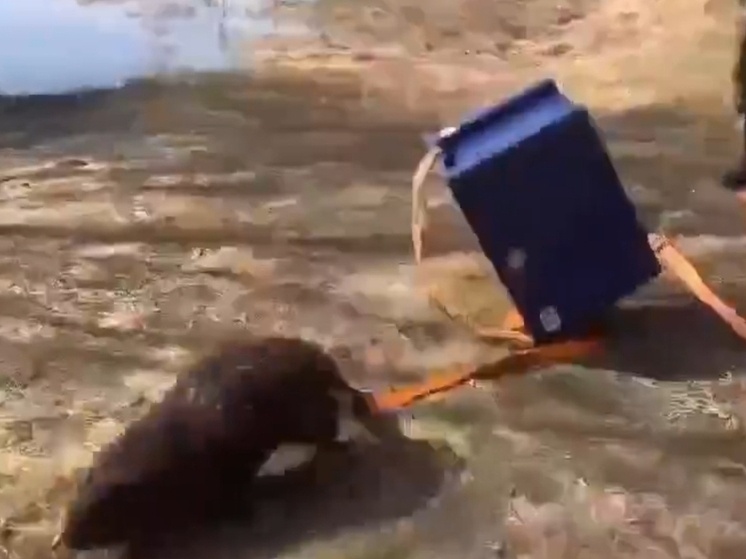    Фото: скрин видео Вячеслав Парфёнов/МАХ