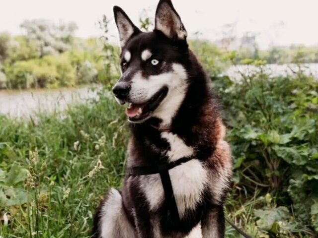    Фото: pets.mos.ru