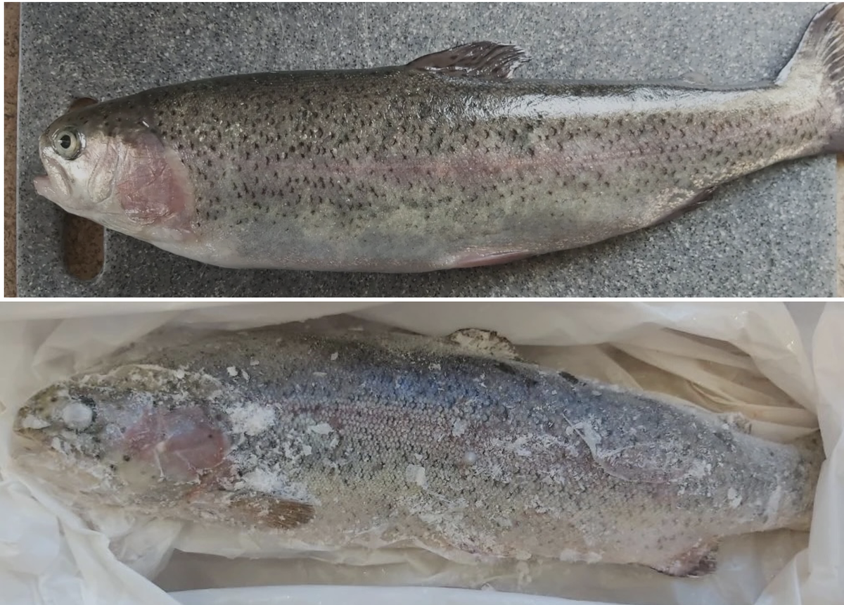 Рыба после шоковой заморозки: 1. Сверху форель после ЭМШЗ (электромагнитная шоковая заморозка) после заморозки +1,1% по весу после разморозки, время заморозки 2,5 часа. 2. Снизу обычная шоковая заморозка. минус 1,1%, заморозка за 8 часов. 3. Разница в энергопотреблении на 25% меньше при ЭМШЗ.