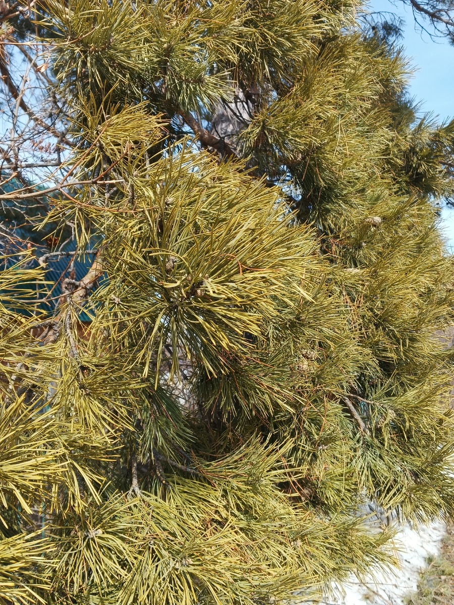 Просто ель на даче