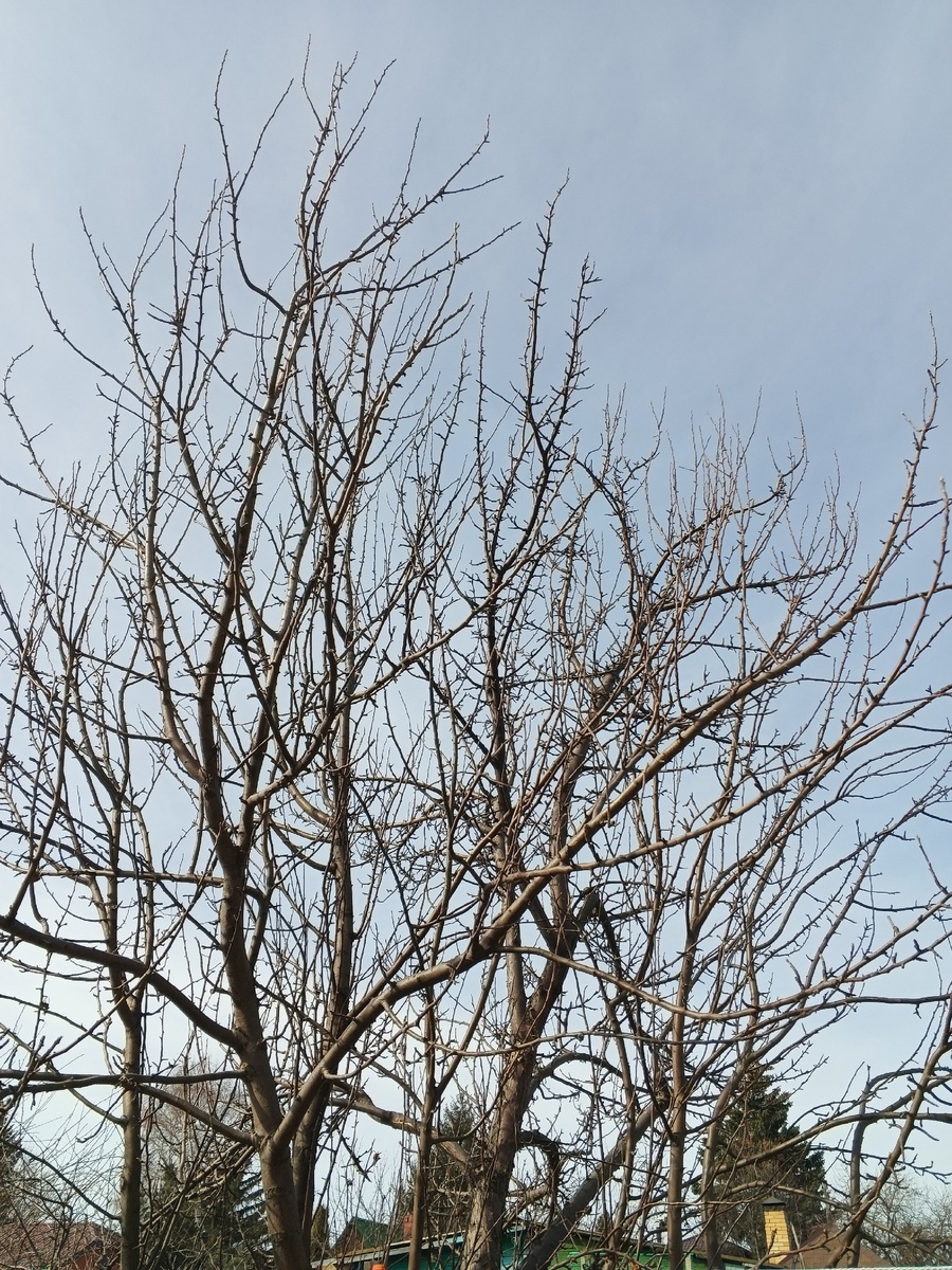 Яблоня-старушка перестояла ещё одну зиму и весенний ураган