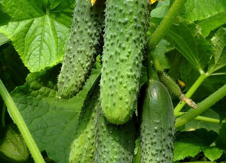 Скороспелая пятёрка: огурцы, которые не заставят ждать