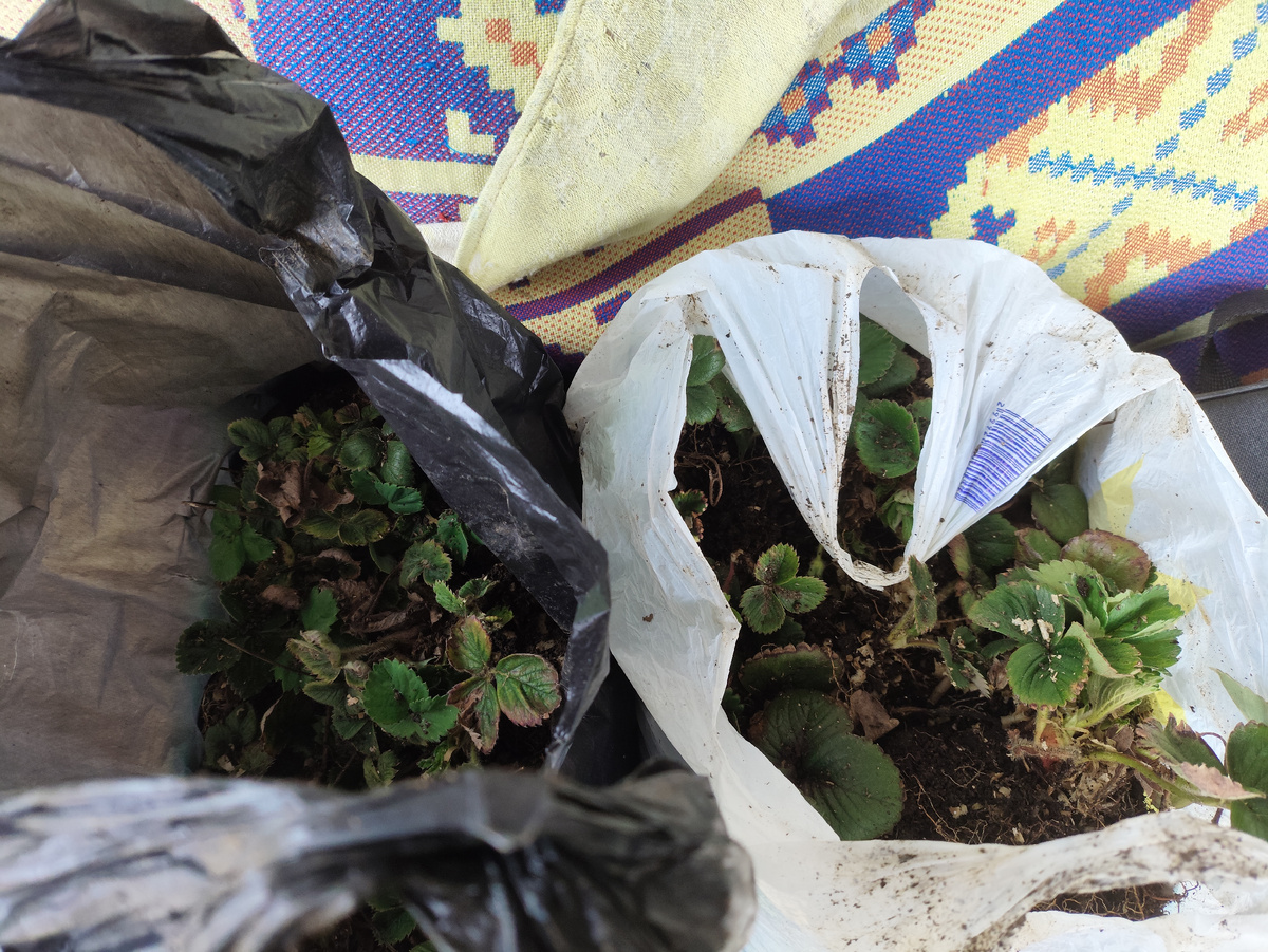 Два пакета радости