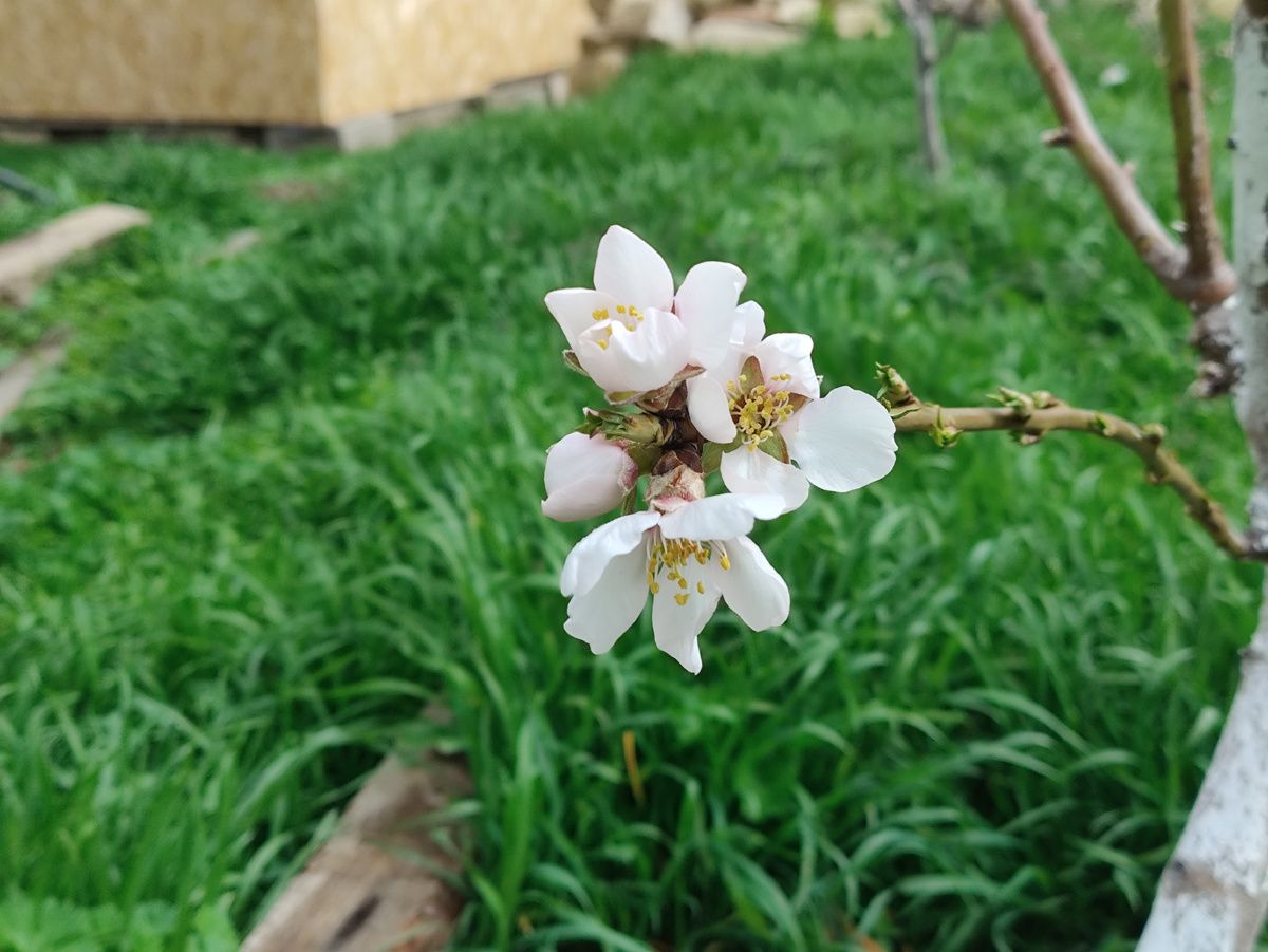 Первые открывшиеся цветочки миндаля