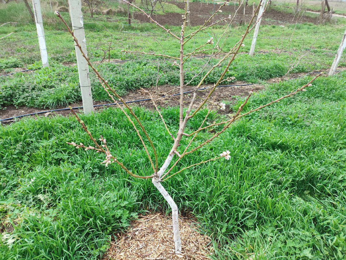 Издалека цветения почти не видно