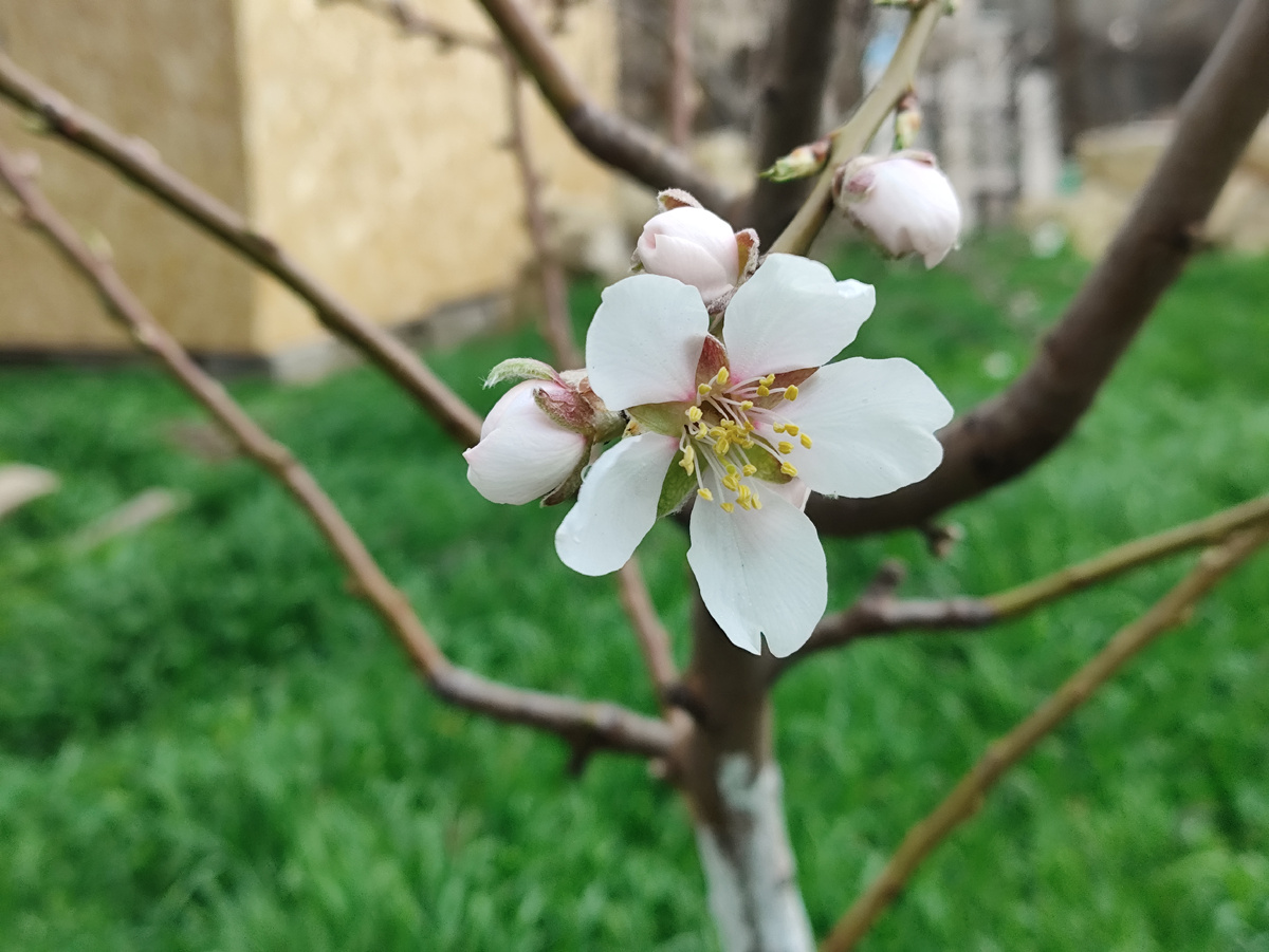 Это на втором деревце